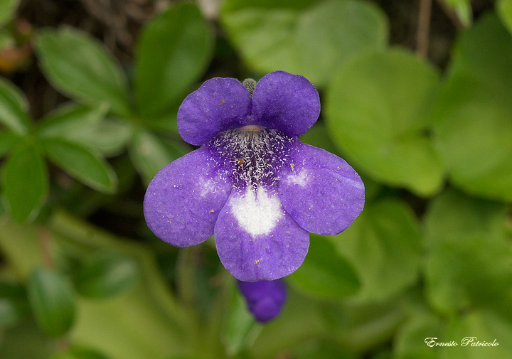 Pingucula vulgaris L.